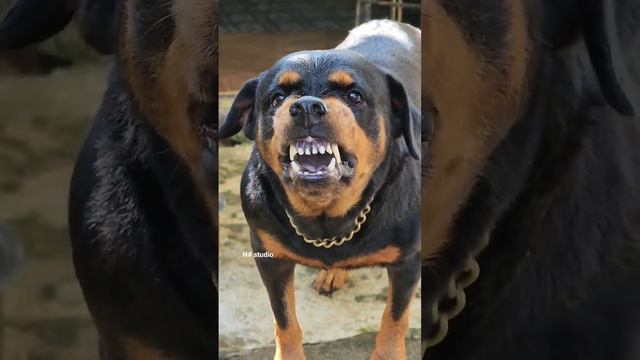 angry dog sound #viral #rottweiler #angrypuppy #dog #angrydog #cutepet #animals #angry #cutepuppy