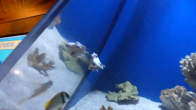 Zoo Tours: The Ripley's Aquarium of the Smokies | Part Two смотреть онлайн