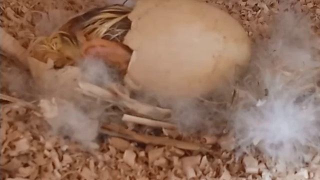 Утята индоутки. Вывод птенцов смотреть онлайн