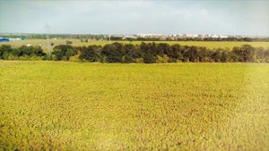 Конный спорт в России