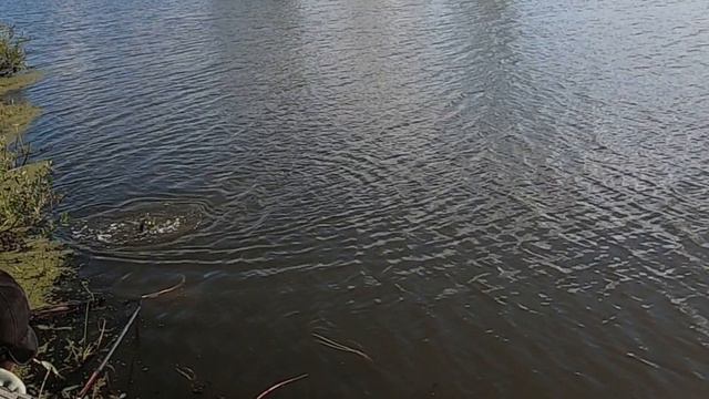 ФОРЕЛЬ,ДЕРЗКАЯ И БОЙКАЯ смотреть онлайн