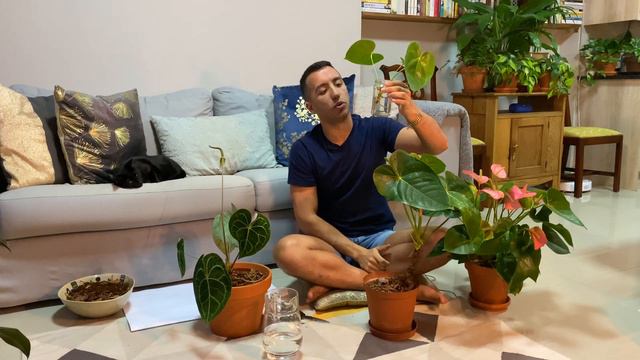 Anthurium Care, Repotting & Propagation Guide смотреть онлайн