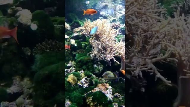 11.03.19 Тропикариум-Океанариум. Будапешт смотреть онлайн