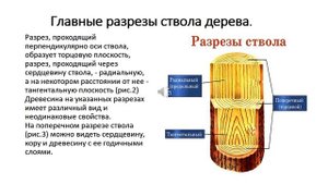 Деревообрабатывающая мастерская/Советы специалистов/Древесина в деревообработке