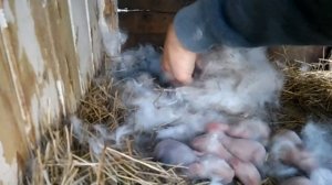 проверка гнезда у крольчихи! сколько крольчат?