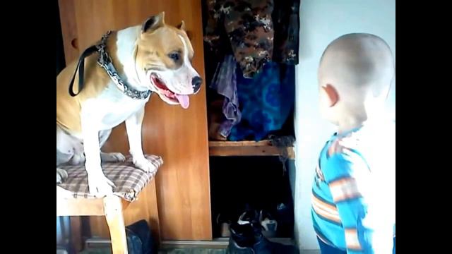 Бойцовый Стаффорд Бакс реакция на детей смотреть онлайн