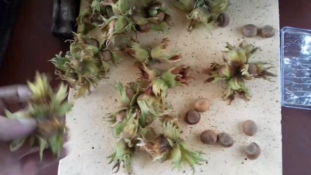 Фундук. " ГРАНДИОЗНЫЙ " урожай 2020г. Супер ОПЫЛИТЕЛЬ. смотреть онлайн