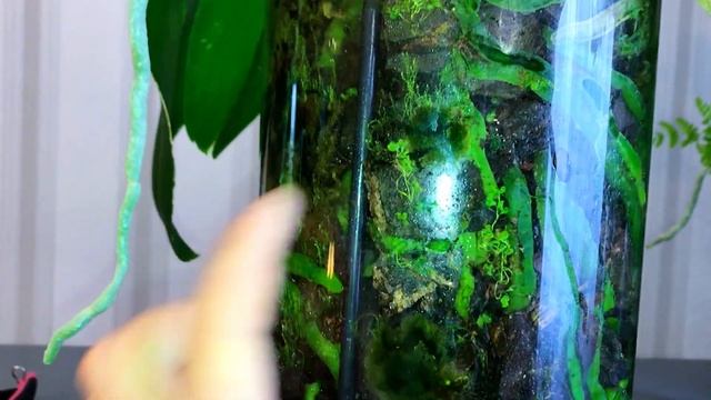 ПРОПАЛЫВАЮ ОРХИДЕИ от СОРНЯКОВ ? смотреть онлайн