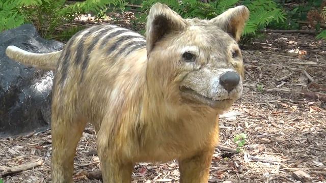 MILWAUKEE COUNTY ZOO Ice Age Animatronics смотреть онлайн