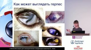 Глазные поражения при герпесе у кошек