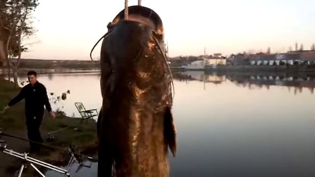 рыбалка -сом смотреть онлайн