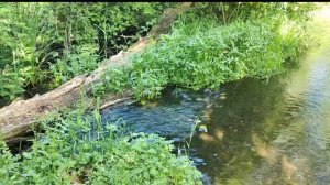 Звуки природы и музыка для медитации и йоги.