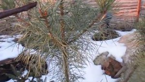 Формирование кроны сосны. КАК СФОРМИРОВАТЬ ШАР. Стрижка сосны.