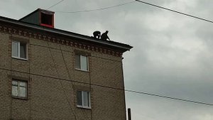 Почему люди падают с большей высоты