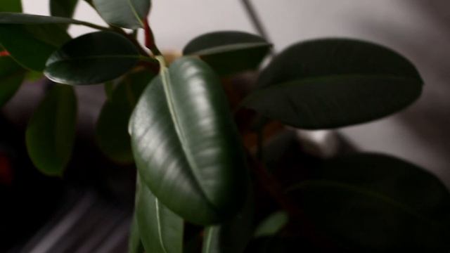 Промо ролик для студии красоты Red Rose смотреть онлайн