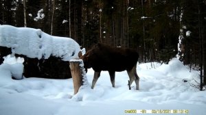 Охота.Лоси на солонце 2021.Хороший лось.Вести из леса