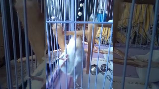 Этот попугай девочка или мальчик? смотреть онлайн