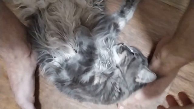 Течка у мейн-куна. Кошка Хлоя просит кота. Как протекает течка у кошки, признаки, как отличить. смотреть онлайн