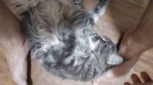 Течка у мейн-куна. Кошка Хлоя просит кота. Как протекает течка у кошки, признаки, как отличить.