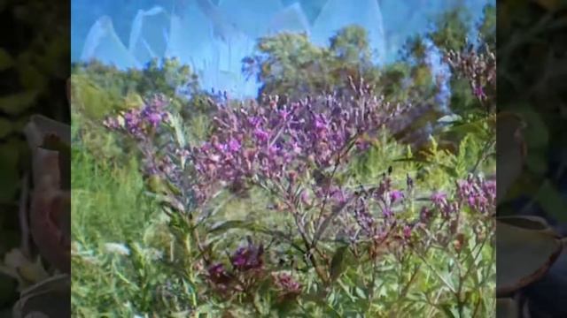 Wildflowers.Красивые полевые цветы