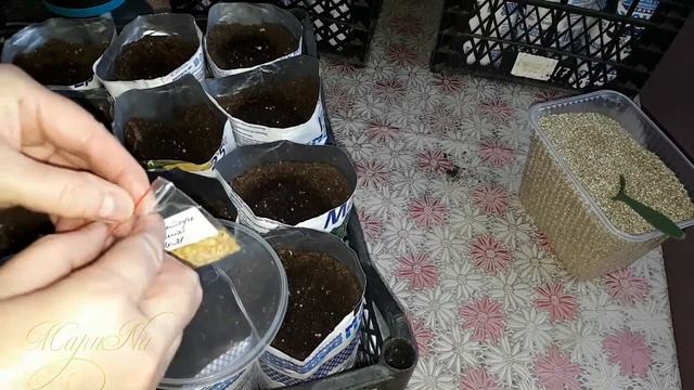 Выращивание Перца и Баклажанов. Посев Перца Без Пикировки и Посев Баклажан Без Пикировки на рассаду
