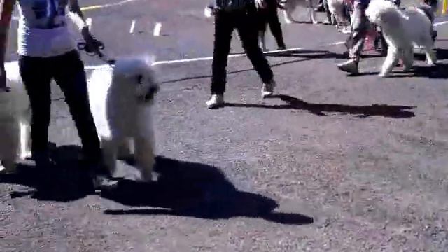 Кемерово 17.08.2013 моно ЮРО (КЧК) смотреть онлайн