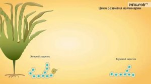Размножение споровых растений. Биология 6 класс