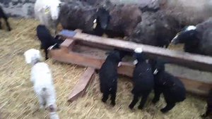 Кормушки для овец с ягнятами