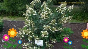 Гортензия метельчатая Уайт Голиаф. Краткий обзор, описание hydrangea paniculata White Goliath