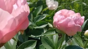 Ранні півонії: Paeonia Caroline, Salmon Chiffon, Dreamtime.