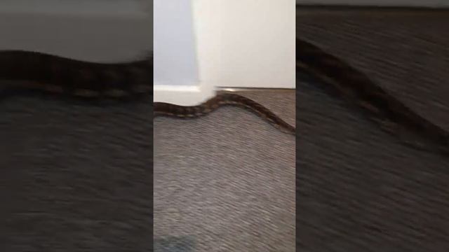 Jungle carpet python