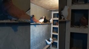 Голуби Новосибирск