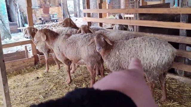 СУЯГНЫЕ(бооз) овцематки и ярки арашан на продажу 0777959547 смотреть онлайн