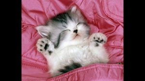 Аудио рассказ Как котенок Кузя пошел в детский сад. Слушать сказки. Сказки онлайн