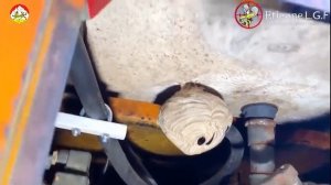 Укус азиатского шершня Азиатский шершень в дупле, катке и под крышей, Жало азиатского шершня.