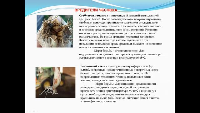 Технология возделывания озимого чеснока
