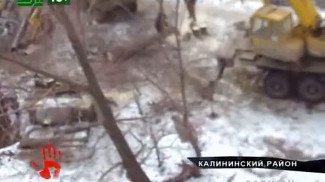 Во дворах незаконно вырубают деревья смотреть онлайн