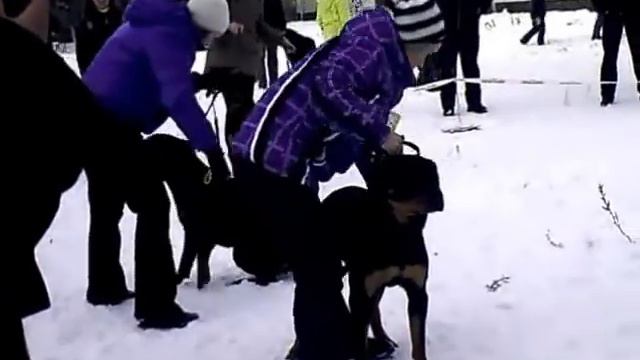 Монопородная выставка Ротвейлер г Новокузнецк смотреть онлайн