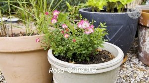 Rosa 'Cutie Pie' (miniature rose) - FarmerGracy.co.uk