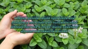 Что Творит Мята в Магии, свойства мяты