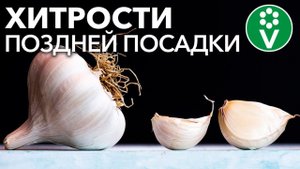 ЧТО ДЕЛАТЬ, ЕСЛИ ОПОЗДАЛИ С ПОСАДКОЙ ЧЕСНОКА, ЛУКА, ТЮЛЬПАНОВ И ДРУГИХ ЛУКОВИЧНЫХ