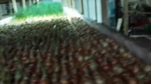 Выгонка зеленого лука на гидропонной установке за 15 дней