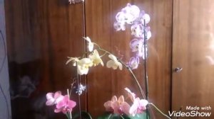 Мои цветущие орхидеи на 13 августа 2019 года (миниобзорчик) Diamond king, Wild peach...