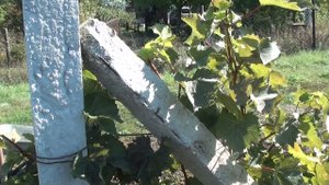 Советы по выбору бетонных столбиков для виноградной шпалеры и забора