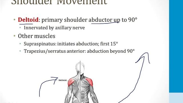 Опорно-двигательный аппарат USMLE - 1. Анатомия и ортопедия - 2.Плечо и локоть