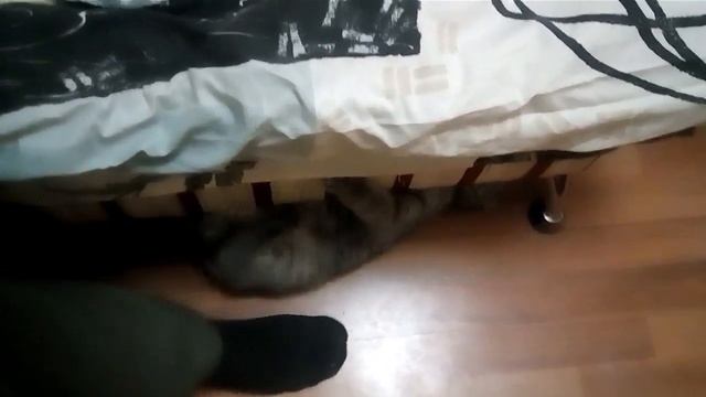 Как достать кота из под кровати смотреть онлайн