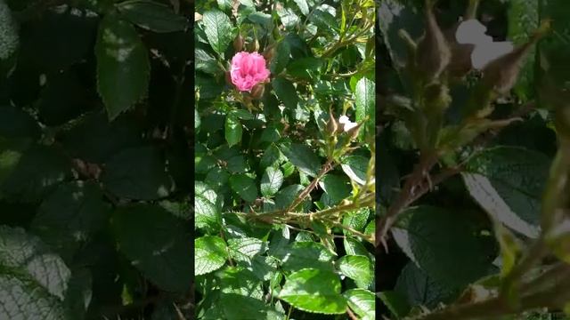 Роза Пинк Гротендорст 30.05.22 Украина, Донецкая область смотреть онлайн