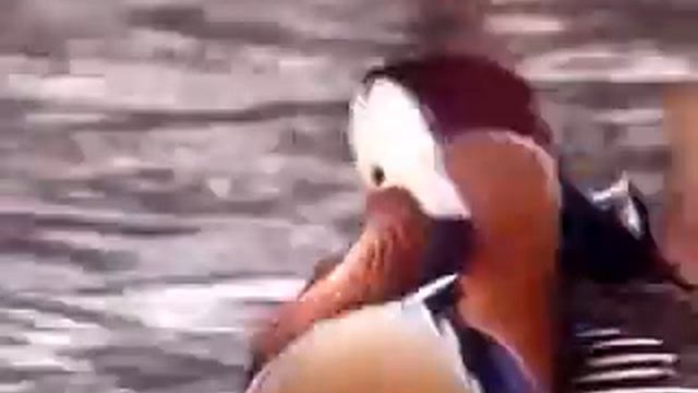 Птица мандаринка смотреть онлайн