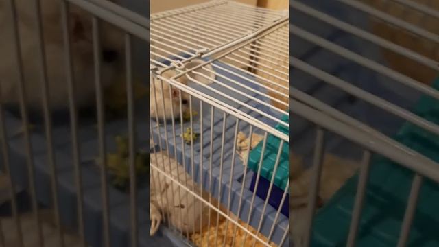 что нельзя давать хомякам смотреть онлайн