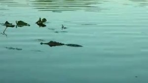 Крокодил в реке Дон